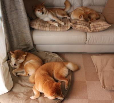 国际乒联混合团体世界杯:澳大利亚队如何创造历史性突破,乒乓球澳大利亚队