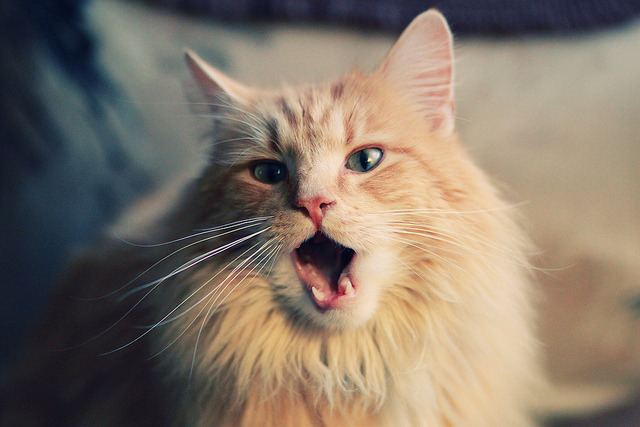 万名志愿者上线，“世运通”智慧服务保障赛事