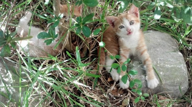 中超联赛中国女足爆冷 球迷呼吁加强青训，中国足协2020女超联赛赛程